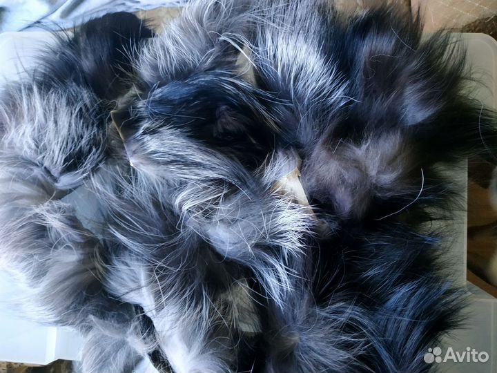 Лисий хвост чернобурка