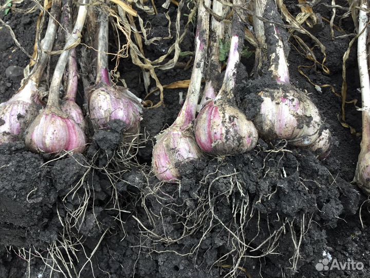 Продаю семейный чеснок для посадки