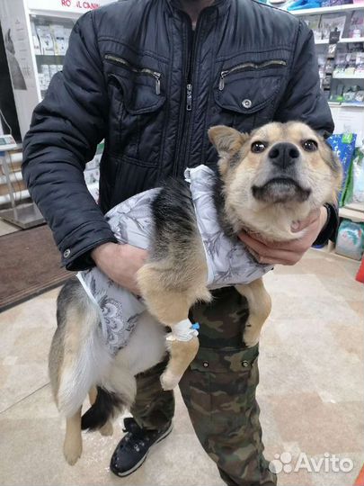 Собака из приюта ищет дом