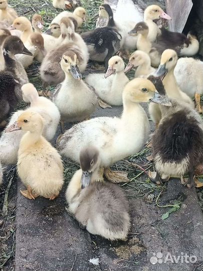 Утята индоутки