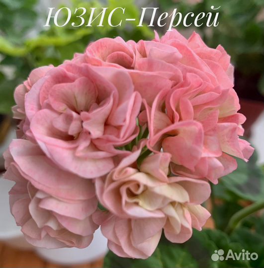 Сортовые пеларгонии