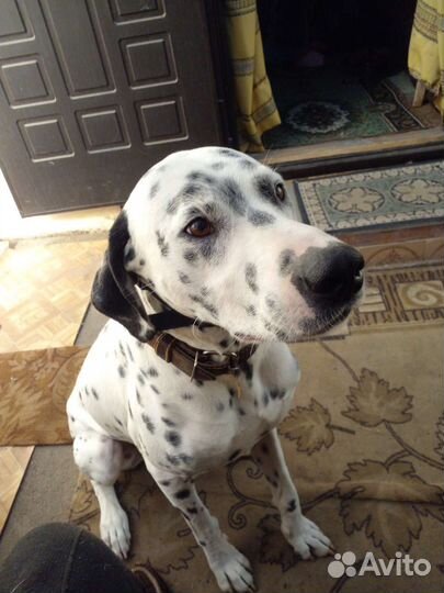 Долматинец