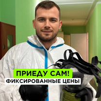 Уничтожение клопов, тараканов. Дезинсекция