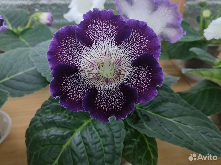 Глоксиния цветущая