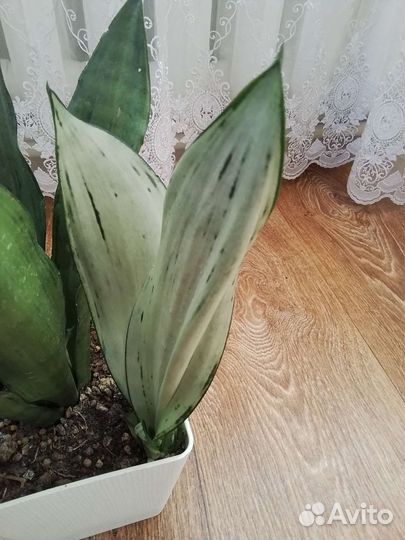 Сансевиерия сортовая