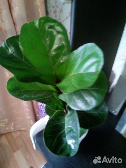 Фикус лировидный