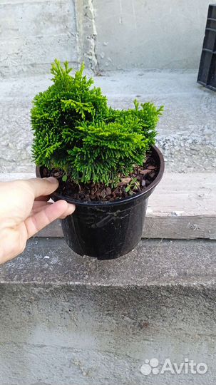 Питомник хвойных растений