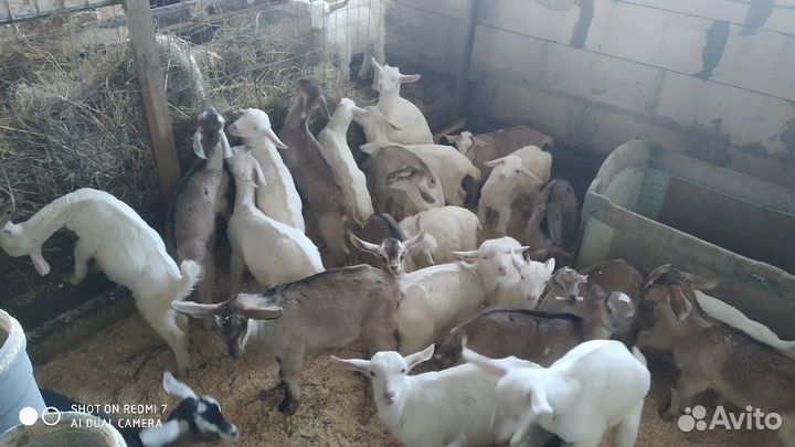 Коровье и козье молоко. Сыр, творог, сметана, масл