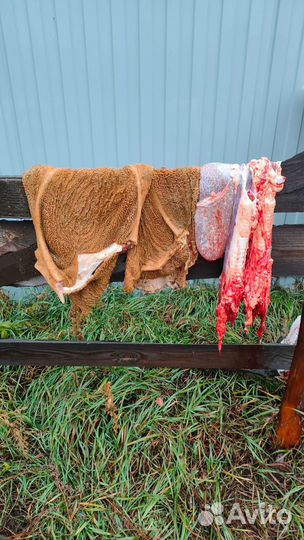 Корм для собак