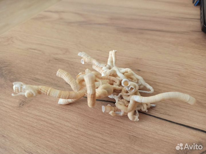 Морская раковина