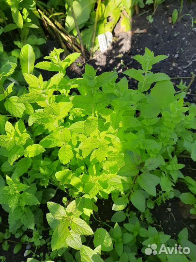 Мята 10 сортов: клубника,яблоко,смородина