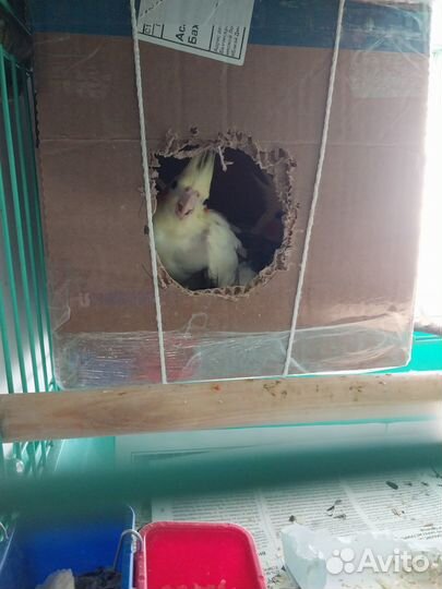 Попугай карелла пара