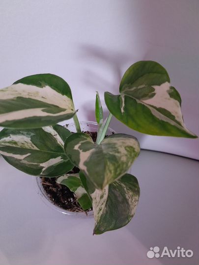 Комнатные растения, цветы в ассортименте