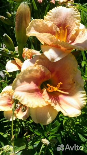 Лилейники сортовые 3цвета