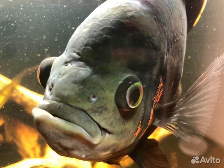 Астронотусы и бирюзовые акары