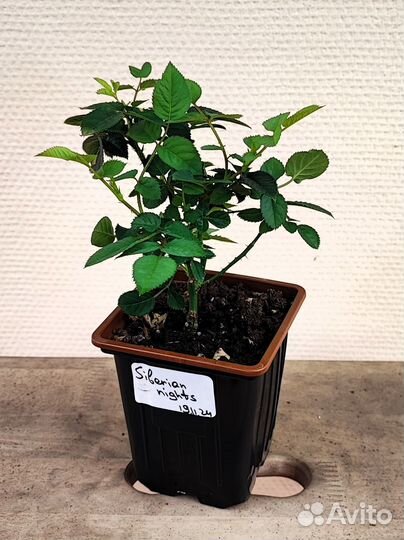 Роза домашняя Sibirian Nights в горшке, белая, кру