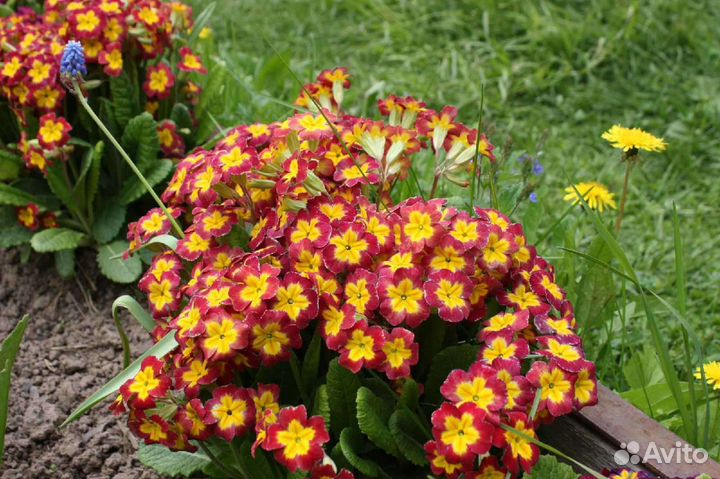 Примула садовая