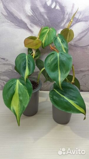 Филодендрон