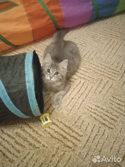 Котенок девочка