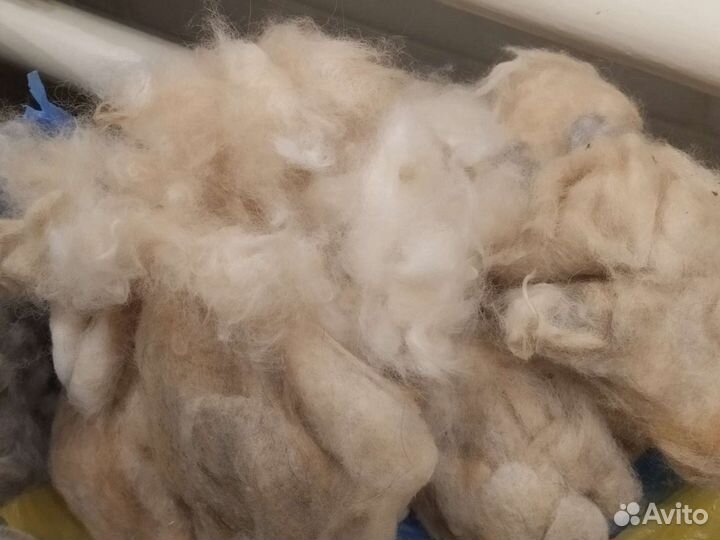 Собачья шерсть шпица