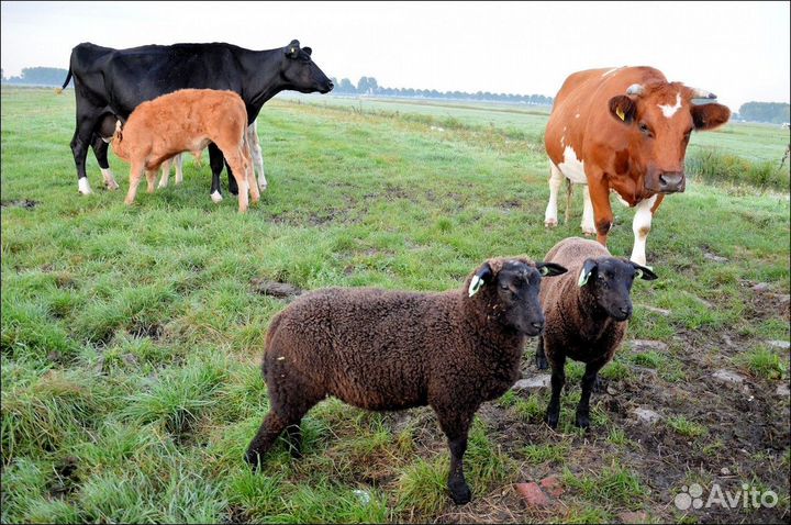 Корова и овец для себя по Купаю