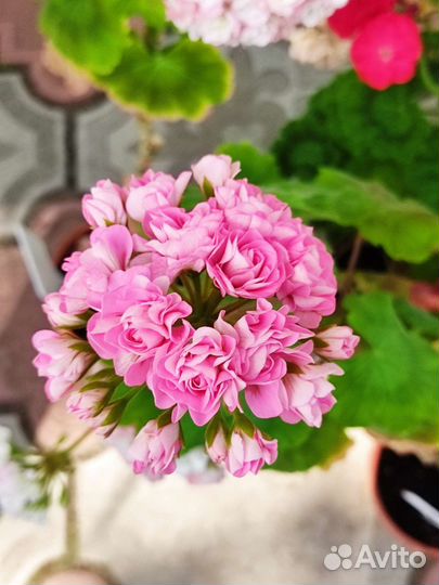 Герань пеларгония