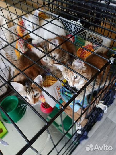 Котятки в добрые, заботливые руки