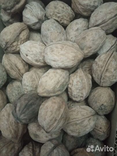 Орех грецкий