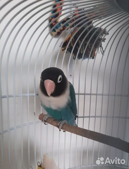 Попугай неразлучник с клеткой