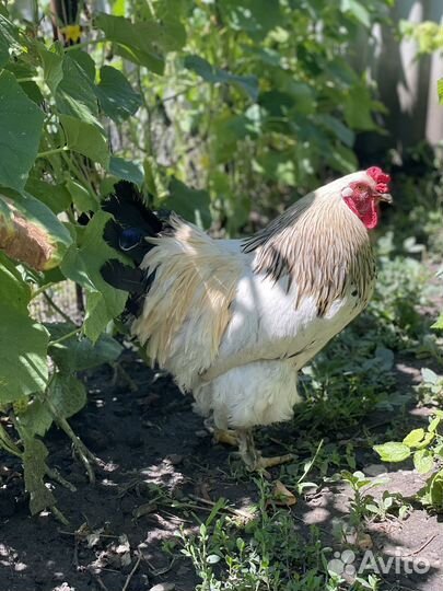 Петух брама