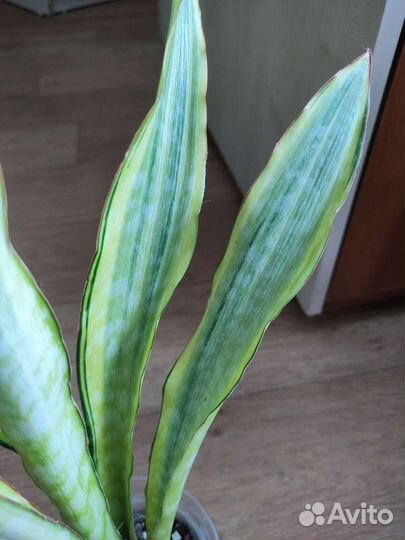 Сансевиерия Аубритиана Лорен