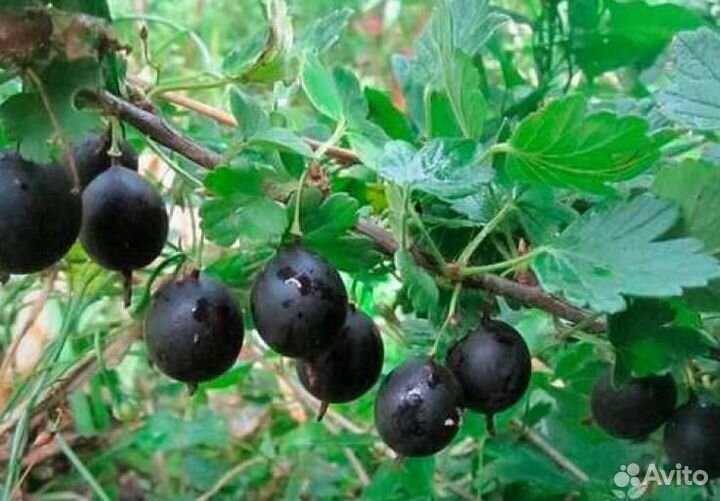 Крыжовник Черный Негус /Рассада крыжовника