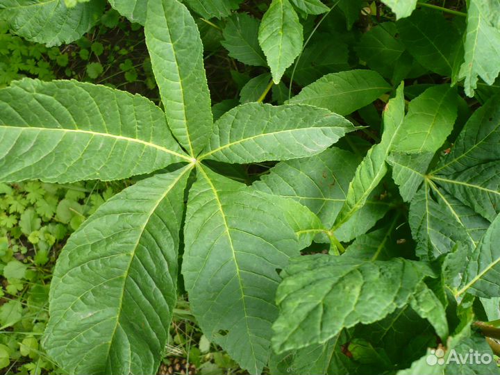 Каштан возраст 7 лет