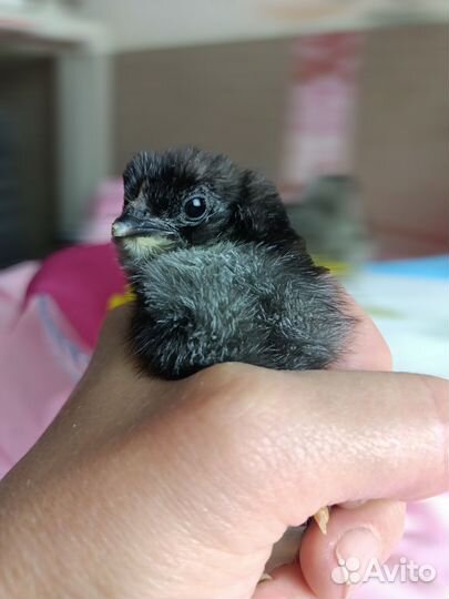 Цыплята амераукан