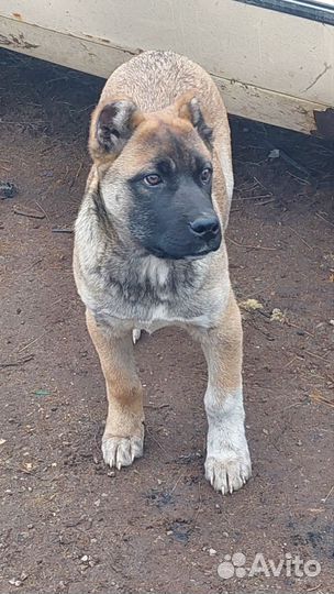 Собаки щенок