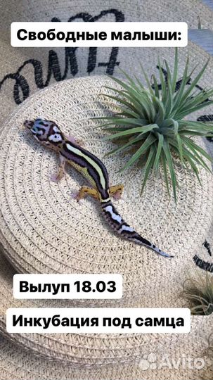 Эублефар