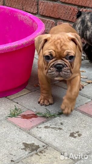 Щенок Французского бульдога