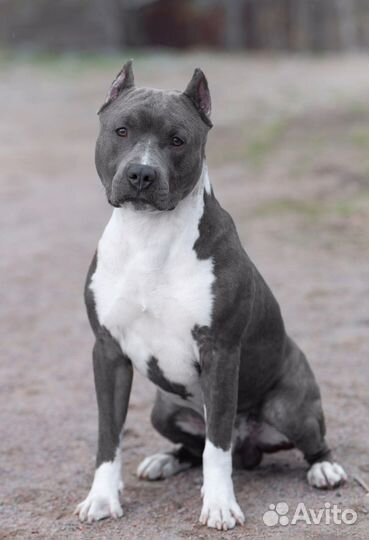 Вязка Американский стаффордширский терьер