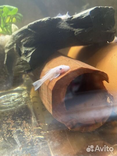 Сом номерной, креветки кольцерукие, гуппи эндлера