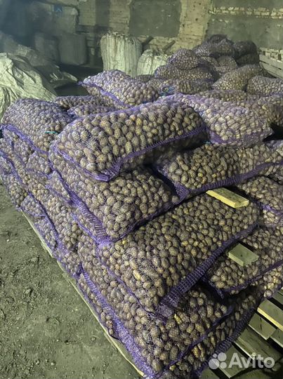 Продаётся картофель на корм скоту