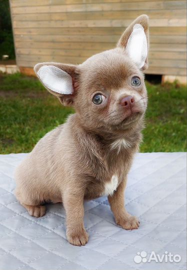 Щенки чихуахуа