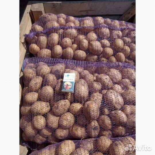 Продам картофель