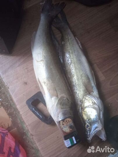 Свежая рыба.Судак линь щука филе фарш