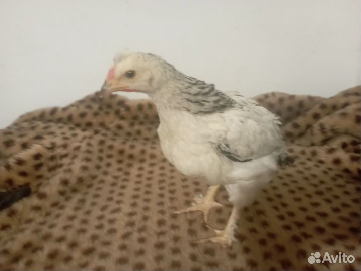 Цыплята суточные