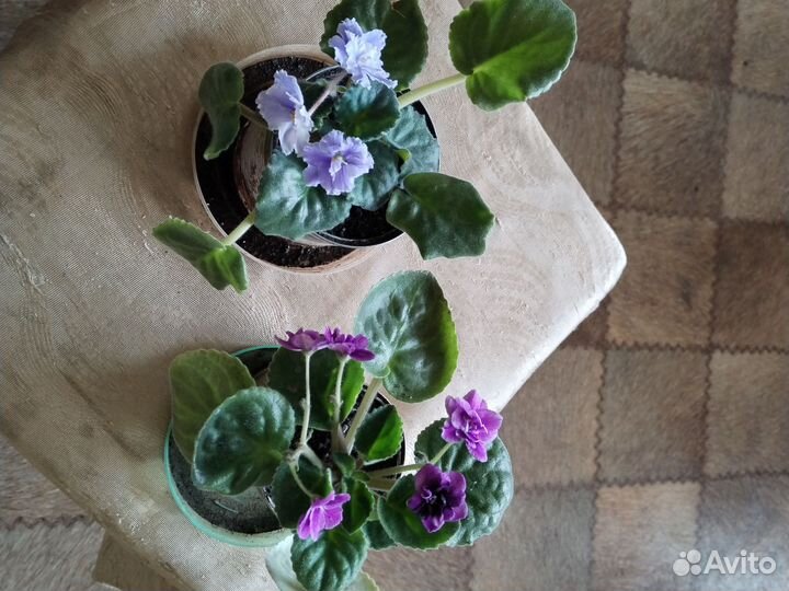 Цветущие фиалки