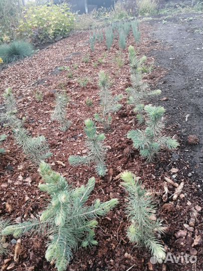 Мульча тунга кедрового ореха