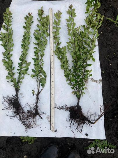 Кизильник блестящий