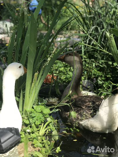 Продам 2 гусынь