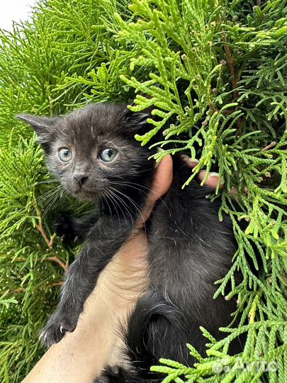 Котенок 1,5 месяца