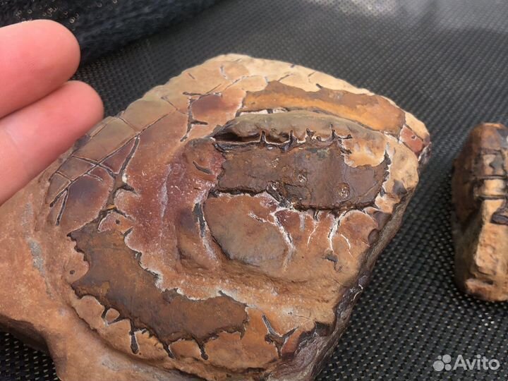 Септария, Окремнелая Лимонитовая Конкреция